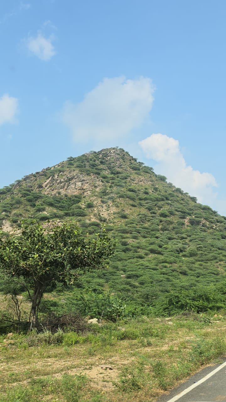 Rajasthan Best Wildlife Package Check Your Favorite Wildlife Destination in Rajasthan