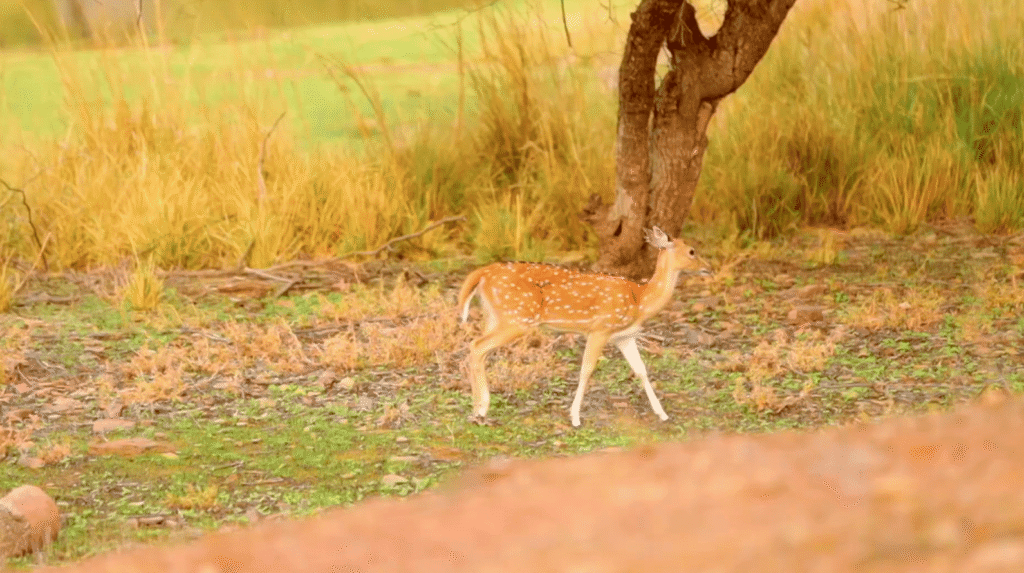 Rajasthan Darshan Package RTDC Rajasthan